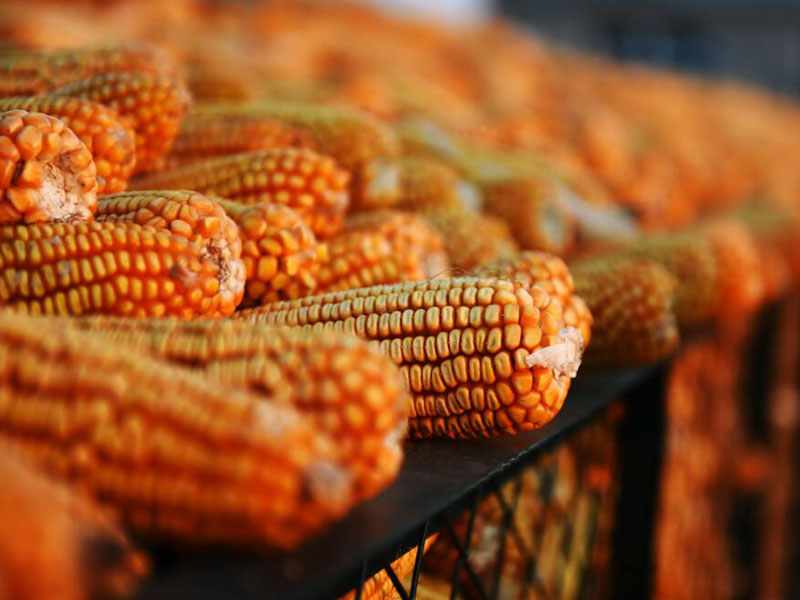 真菌毒素的定義與分類(lèi)