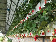 土壤水分測量儀在溫室中的應(yīng)用