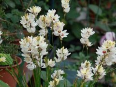 種植玉米百合，光照要合適